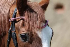 Outlet Frontal disco à pression - - cuir tanné végétal Bridons Et Brides·Frontal