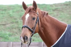 Clearance Frontal oeil de taureau - - Miroir Bridons Et Brides·Frontal