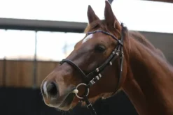 Clearance Frontal sodalite - - Demi-rond Bridons Et Brides·Frontal