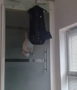 Best Gilet airbag Femme Le Cavalier En Concours|L'Homme En Concours