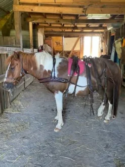 Outlet harnais attelage cuir petit  cheval Harnais D'Attelage|Equipements D'Attelage