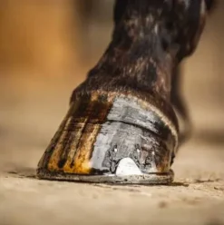 Outlet Huile pour sabot Arbre à thé - Carr & Day & Martin - Protection et brillance Produits De Soin Sabots