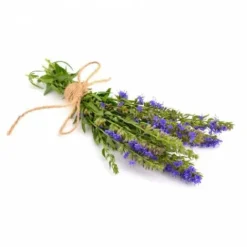 Outlet Hysope Bien-Être Du Cheval·Plantes Pour Chevaux