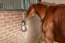 Jouet de boxe Ours - Aménagement De L'Écurie·Jouets Pour Chevaux