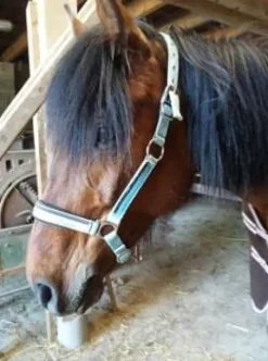 Outlet Licol Licols Et Longes