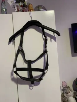 Best Licol Licols Et Longes