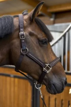 Online Licol + longe Amour - - Réglable et durable Licols Et Longes