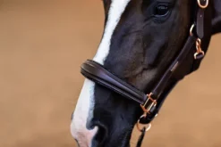 Licol Anatomique Moonless Night - Licols Et Longes