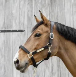 Online Licol anatomique nylon - Kentucky Licols Et Longes