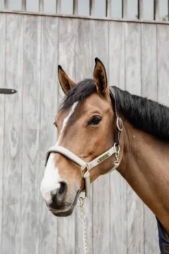 Online Licol anatomique nylon - Kentucky Licols Et Longes