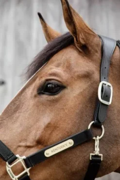 Online Licol anatomique nylon - Kentucky Licols Et Longes