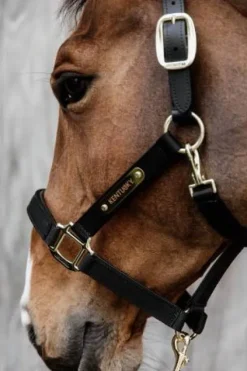 Online Licol anatomique nylon - Kentucky Licols Et Longes