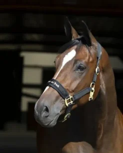 Best Licol Werano Licols Et Longes