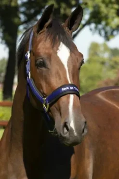 Best Licol Werano Licols Et Longes