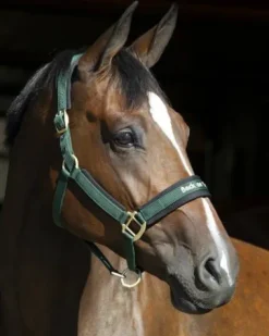 Best Licol Werano Licols Et Longes