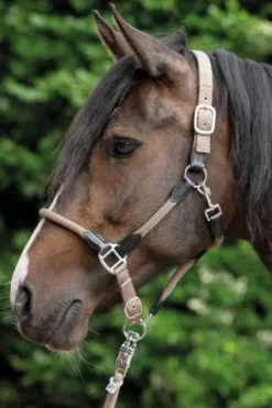 Discount Licol carlotta - - cuir et nylon Licols Et Longes