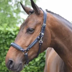 Sale Licol Crystal - Collection Week - Licols Et Longes