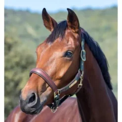 Online Licol cuir capella Licols Et Longes