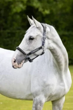 Online Licol cuir capella Licols Et Longes