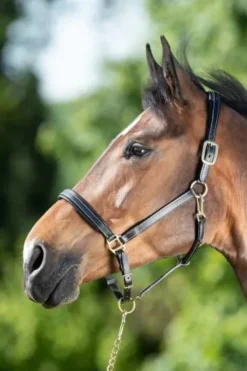 Sale Licol cuir coutures crème noir - - cuir souple Licols Et Longes