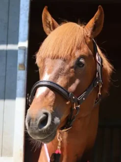 Best Licol cuir disco noir - - boucles or rose Licols Et Longes