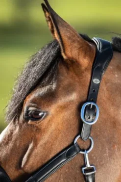 Best Licol cuir Wave Licols Et Longes