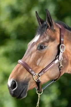 Best Licol cuir Wave Licols Et Longes