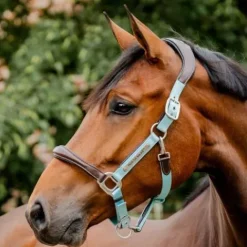 Online Licol de compétition signature - - confort maximal Licols Et Longes