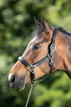 Online Licol de pansage Licols Et Longes