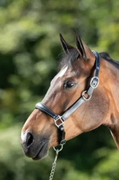 Online Licol de pansage Licols Et Longes