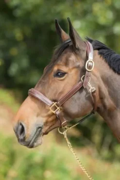 Outlet Licol de pansage marron Licols Et Longes