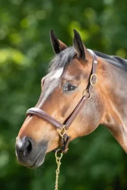 Outlet Licol de pansage marron Licols Et Longes