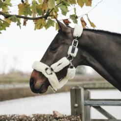 Clearance Licol de transport mouton - Kentucky Licols Et Longes