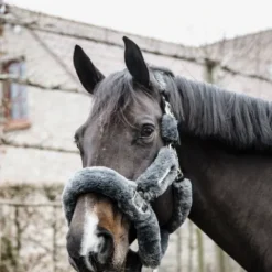 Clearance Licol de transport mouton - Kentucky Licols Et Longes