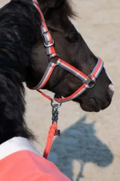 Sale Licol double pin classic sports 2025 - - nylon tricolore Licols Et Longes