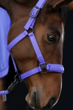 New Licol Double Pin Dynamic 2024 - Licols Et Longes