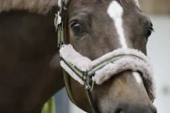 Online Licol Double Pin Girth Faux Fur PLATINUM 2024 - Licols Et Longes