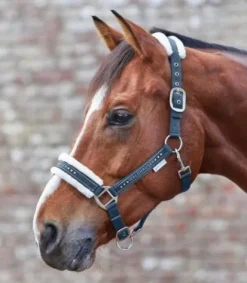 Licol Elegant Mouton Licols Et Longes