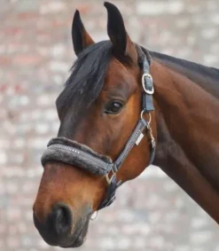 Licol Elegant Mouton Licols Et Longes