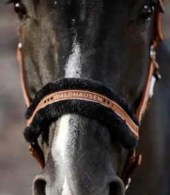 Licol Elegant Mouton Licols Et Longes