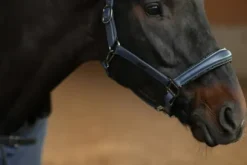 Best Licol en cuir Anatomique Glimmer Dark Venice - Licols Et Longes