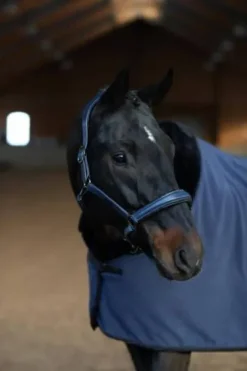 Best Licol en cuir Anatomique Glimmer Dark Venice - Licols Et Longes