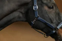 Best Licol en cuir Anatomique Glimmer Dark Venice - Licols Et Longes