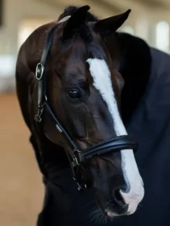 Sale Licol en cuir anatomique Black Edition - Licols Et Longes