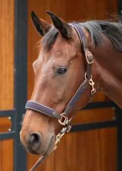 Clearance Licol en cuir Braided - Harry's Horse Licols Et Longes