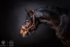 Sale Licol en cuir Chromé – Gamme Ecurie – Licols Et Longes