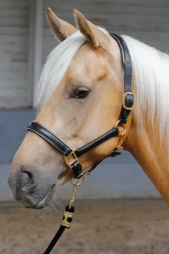 Licol en cuir doré ou argent - Harry's Horse Licols Et Longes