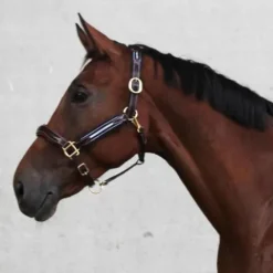 Clearance Licol en cuir et nylon Ralph - Licols Et Longes