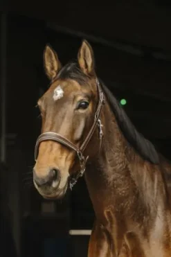 New Licol en cuir Rock - Licols Et Longes