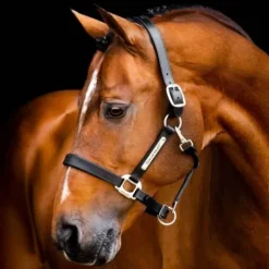 Sale Licol en cuir Signature - - confort maximal Licols Et Longes